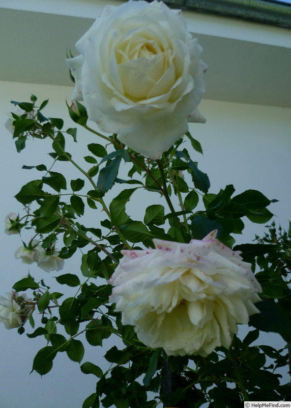 'Alaska ® (climber, Kordes, 2005/14)' rose photo