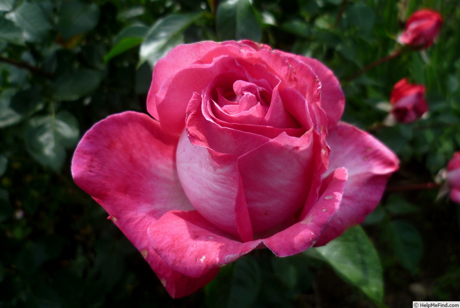 'Rose Gaujard ®' rose photo