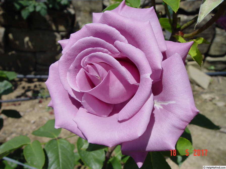 'Nil Bleu ®' rose photo