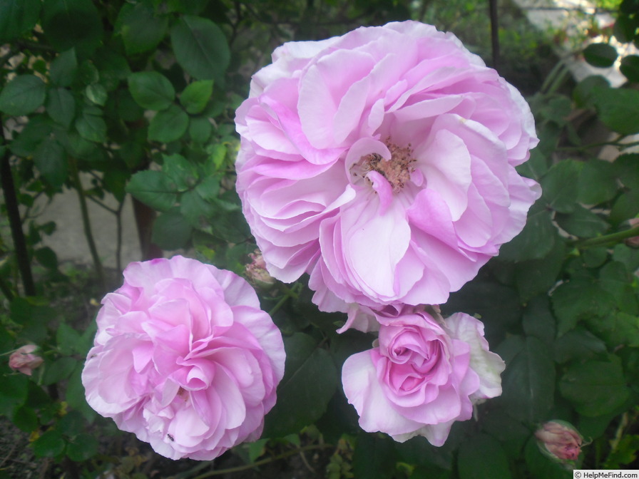 'Florence Ducher ®' rose photo