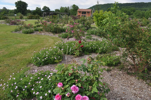 'Les roses anciennes du jardin de Talos'  photo