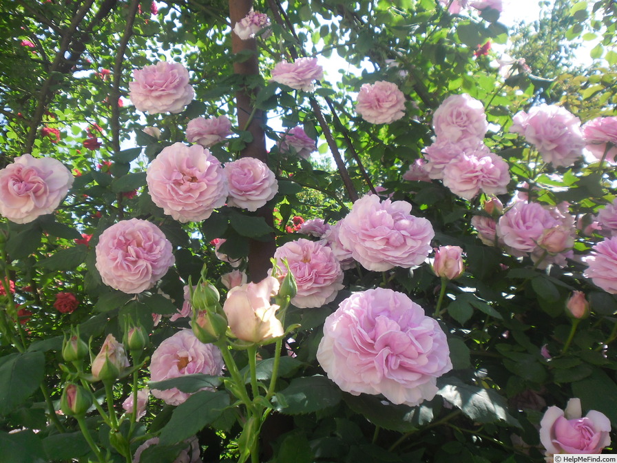 'Florence Ducher ®' rose photo