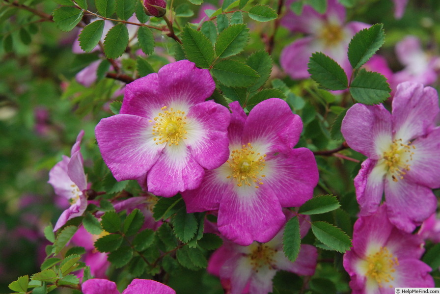 'Glory of Edzell' rose, click to enlarge 'Glory of Edzell' rose photo