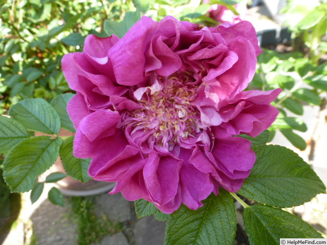 'Souvenir de Trélazé' rose photo