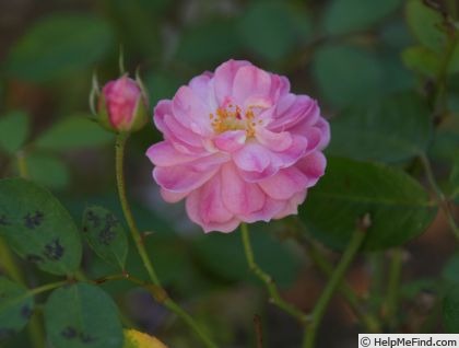 'Cottage Dream' rose photo