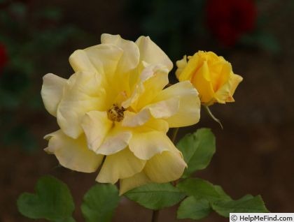 'Gold Leaf' rose photo