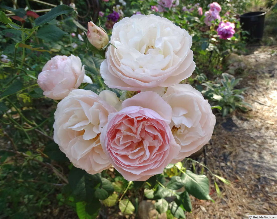 'Heritage ' Rose Photo