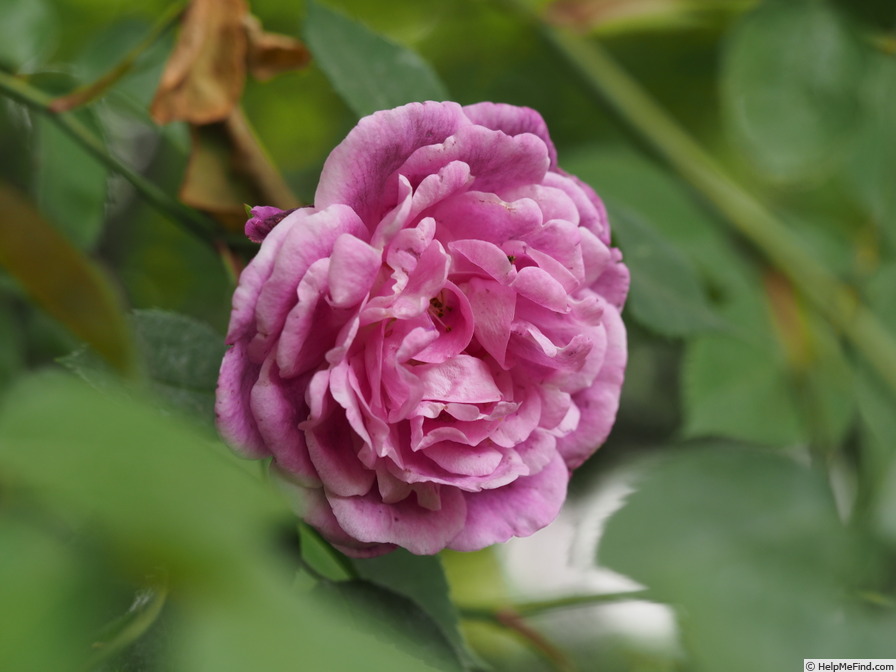 'Frédéric II de Prusse' rose photo