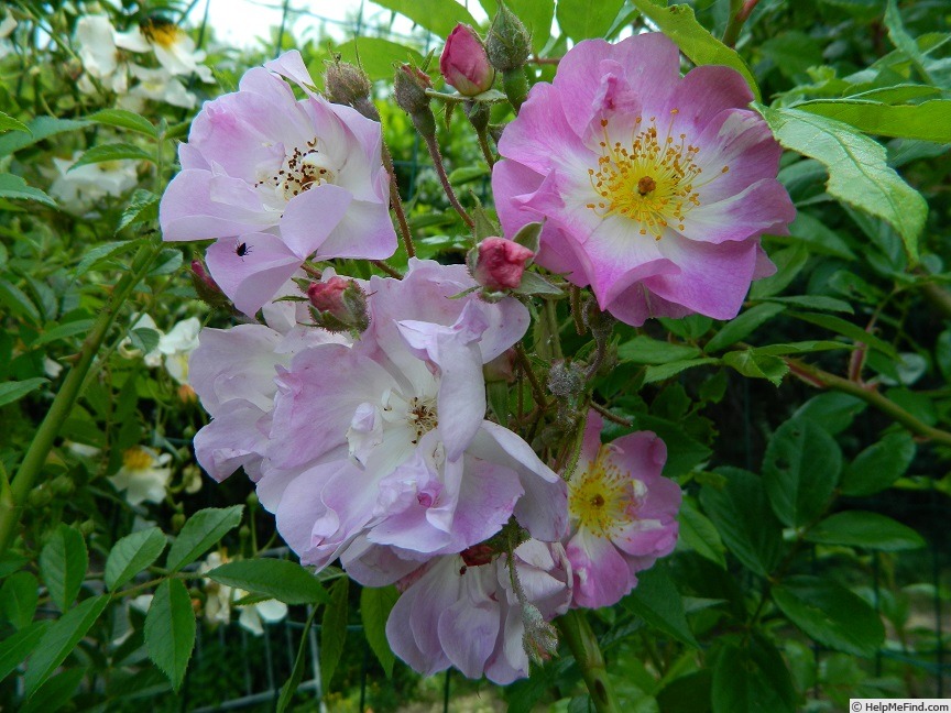 'Aquarelle Lavanda' rose, click to enlarge 'Aquarelle Lavanda' rose photo