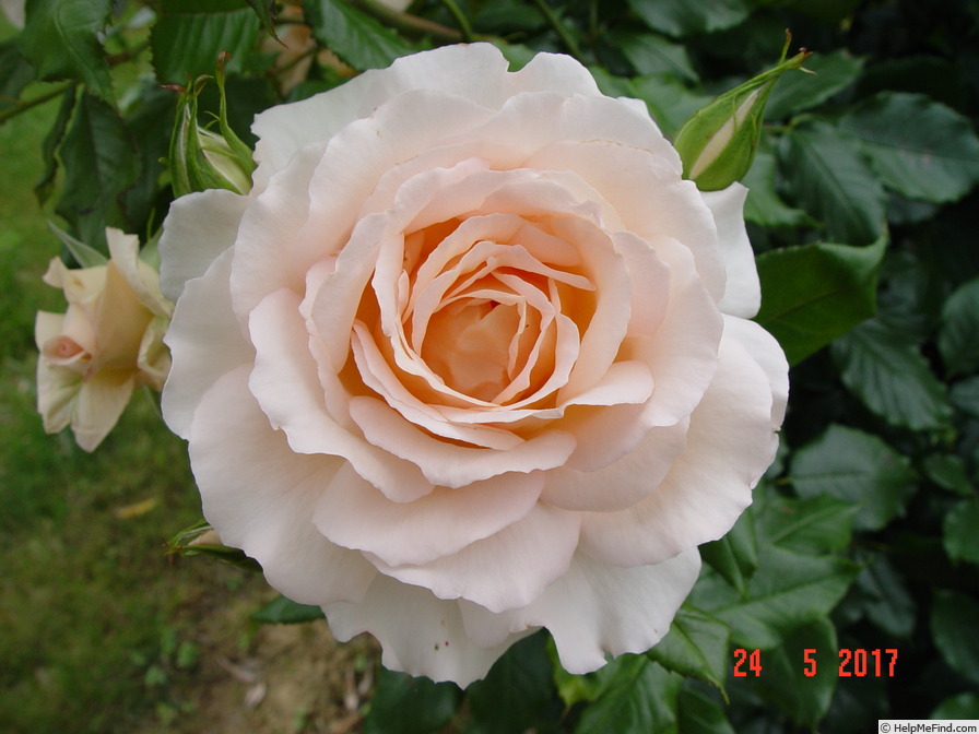 'Chandos Beauty' rose photo