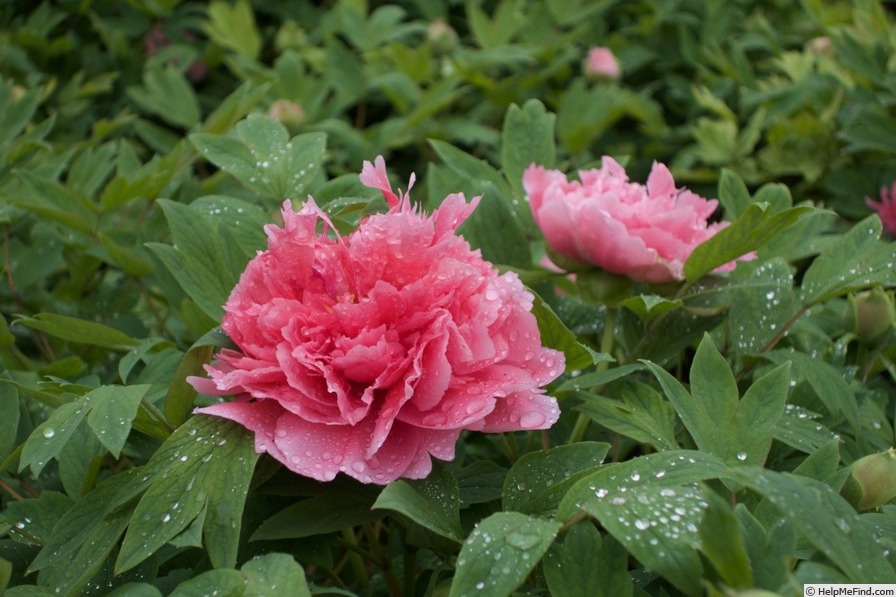 'Shan Hu Tai' peony photo