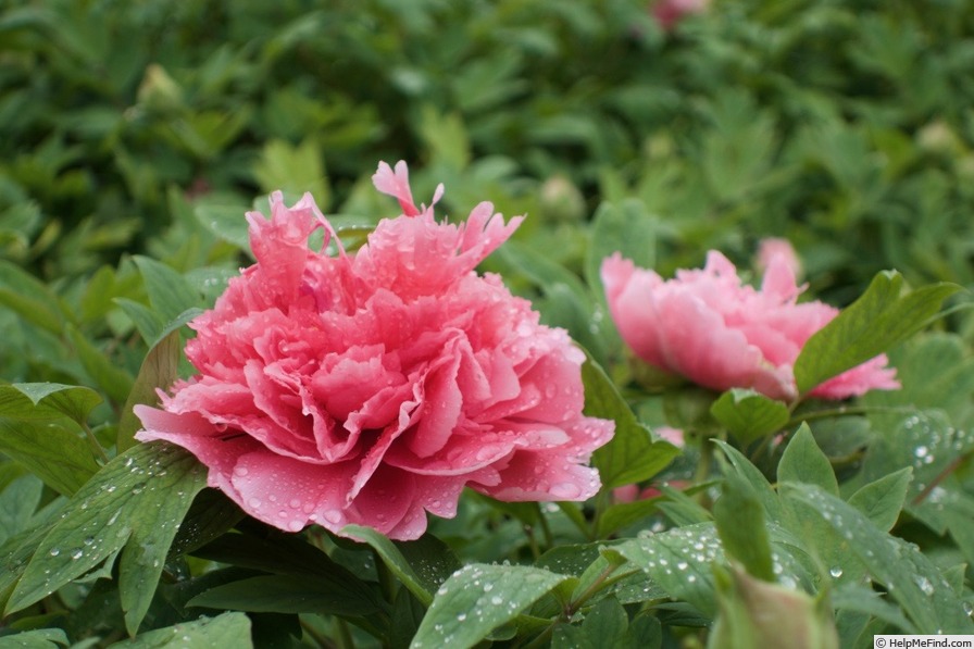 'Shan Hu Tai' peony photo