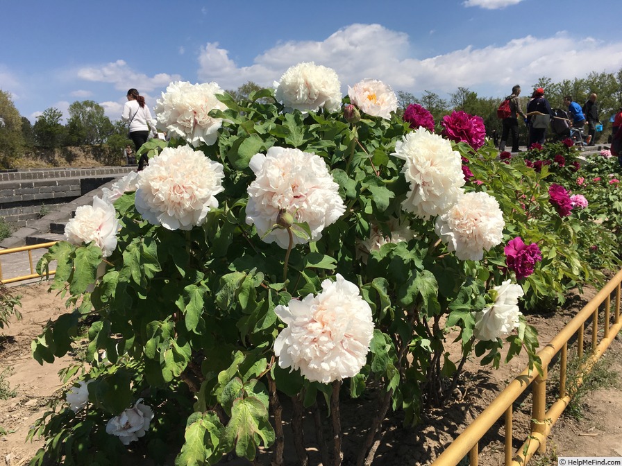 'Xiang Yu' peony photo