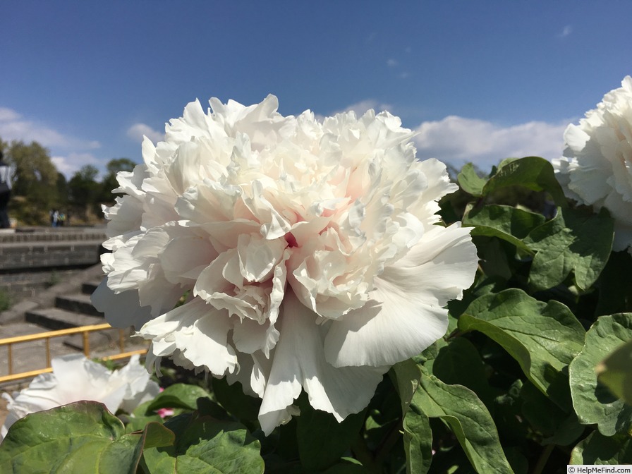 'Xiang Yu' peony photo