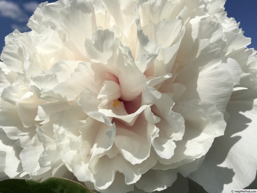 'Xiang Yu' peony photo