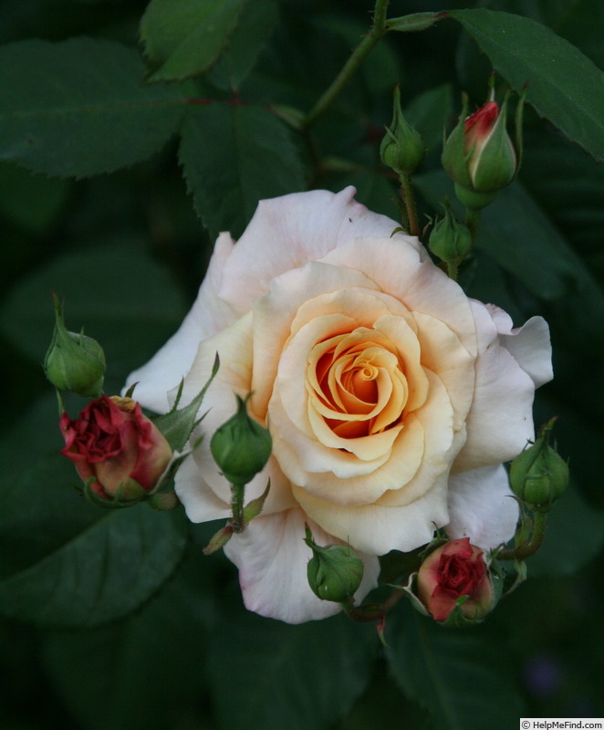 'Caramel Fairy Tale' rose photo