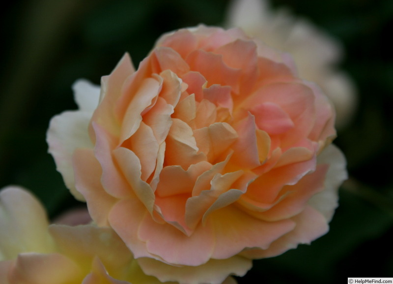 'Molineux' rose photo