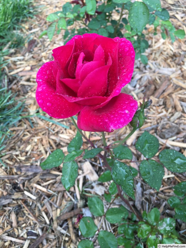 'Seedling 13-X012' rose photo
