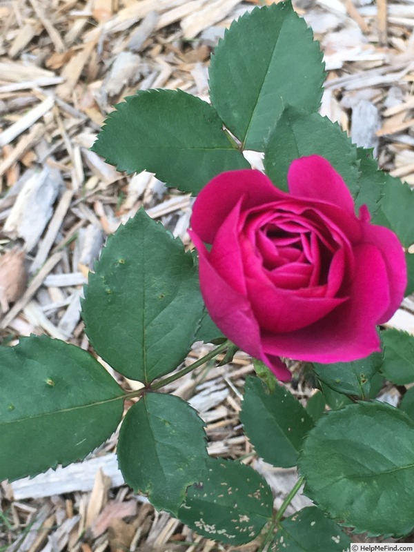 'Seedling 13-158' rose photo