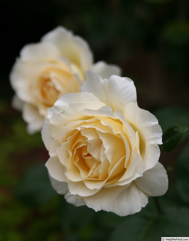 'Irish Hope (floribunda, Harkness, 1998)' rose photo