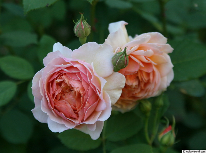 'Grace ® ™ (English Rose, Austin 2001)' rose photo
