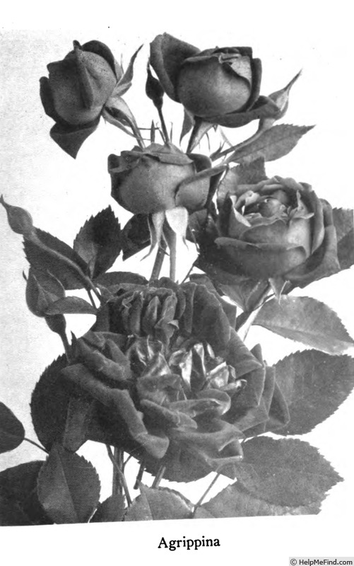 'Agrippina' rose photo