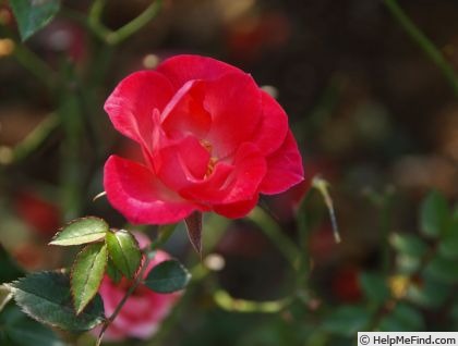 'BENtem' rose photo
