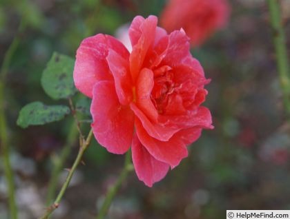 'Belle Loire' rose photo