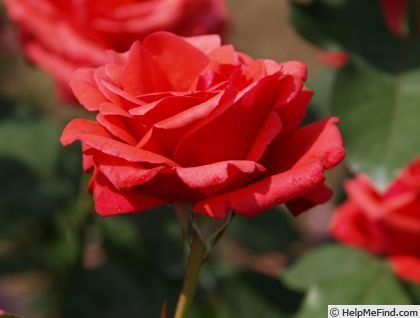 'Belle de Provins' rose photo