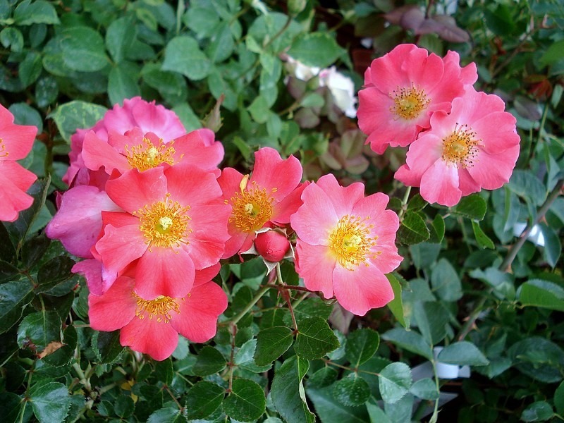 'Pretty Girl (shrub, Meilland 2008)' rose photo