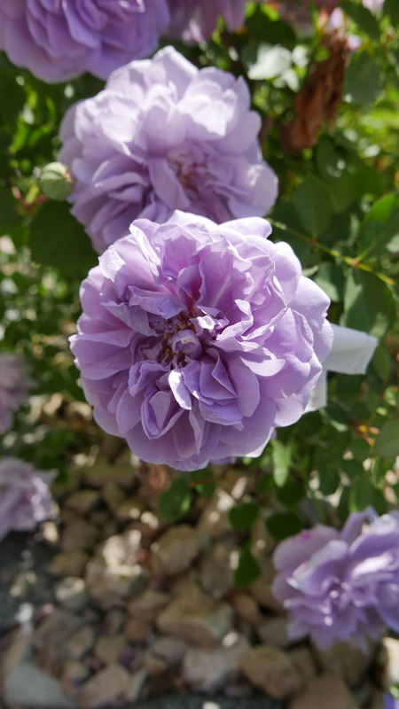 'Rainy Blue' rose photo
