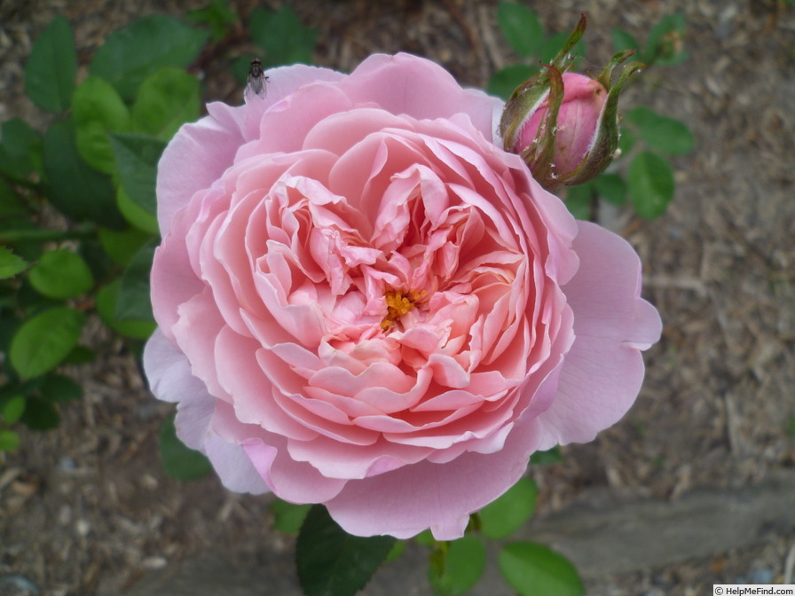 'Scepter'd Isle ®' rose, click to enlarge 'Scepter'd Isle ®' rose photo
