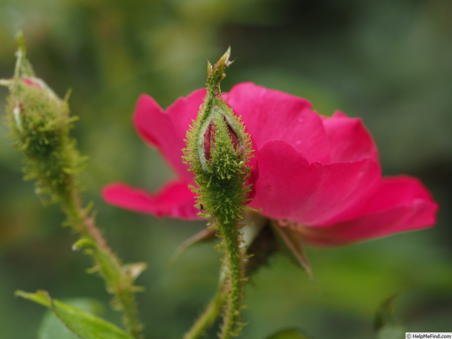 '14 William Lobb OP 01' rose photo