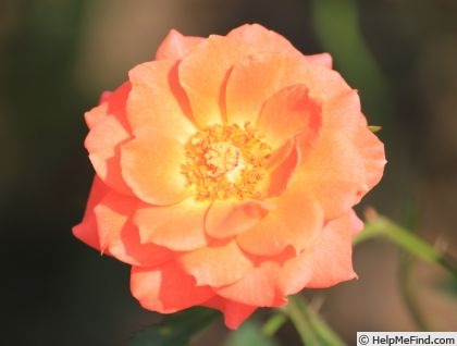 'Pride 'n' Joy™' rose photo