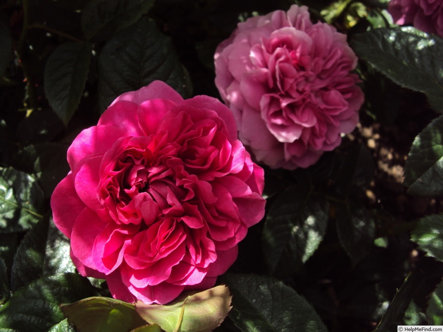 'James L. Austin' rose photo