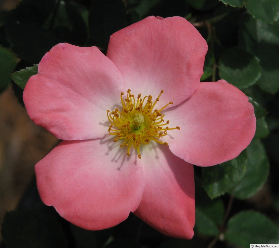 '11MFL4' rose, click to enlarge '11MFL4' rose photo