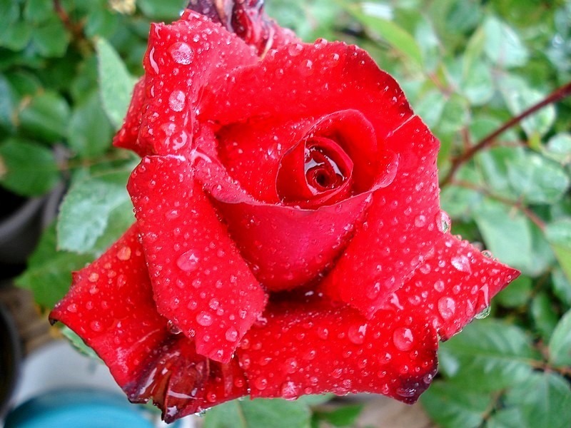 'Grande Amore ® (hybrid tea, Kordes, 1995/2004)' rose photo