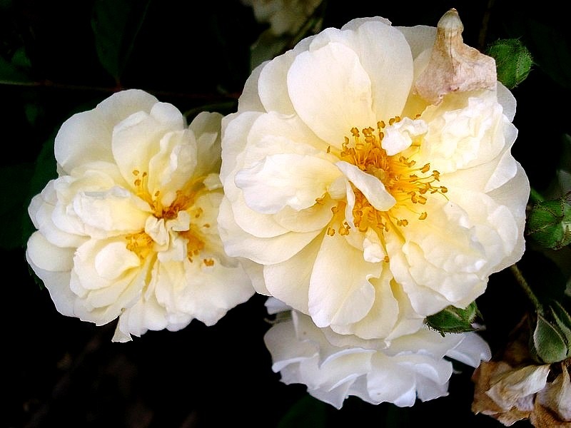 'Ghislaine de Féligonde' rose, click to enlarge 'Ghislaine de Féligonde' rose photo