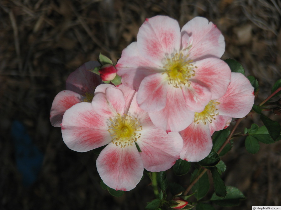 '15OSCHPIE' rose, click to enlarge '15OSCHPIE' rose photo