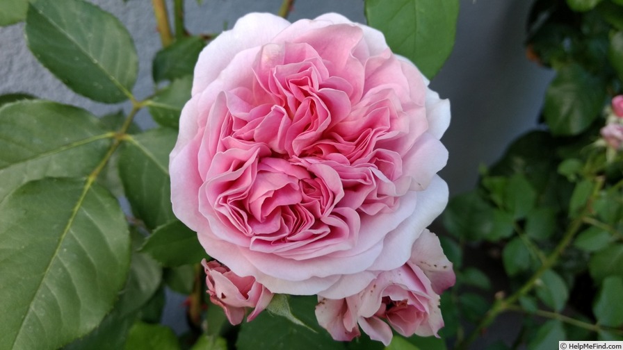 'Anke' rose photo