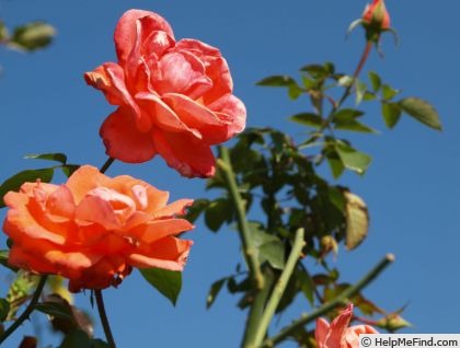 'Baronne de Nervo ®' rose photo
