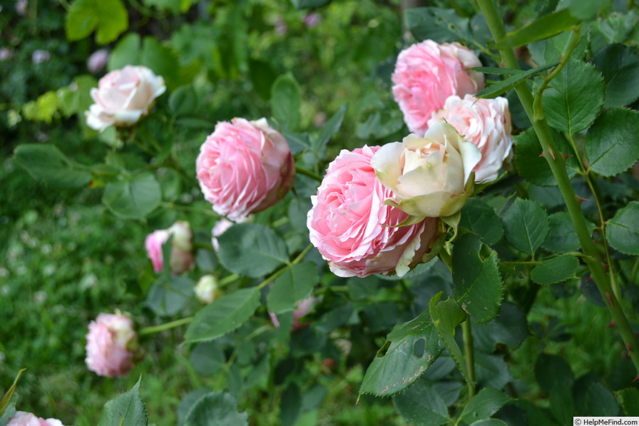 'First Lady® (florists' rose, Tantau, 2005)' rose photo