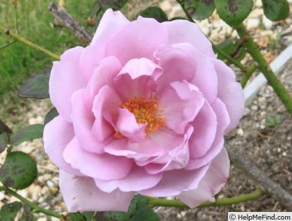 'Harry Edland' rose photo