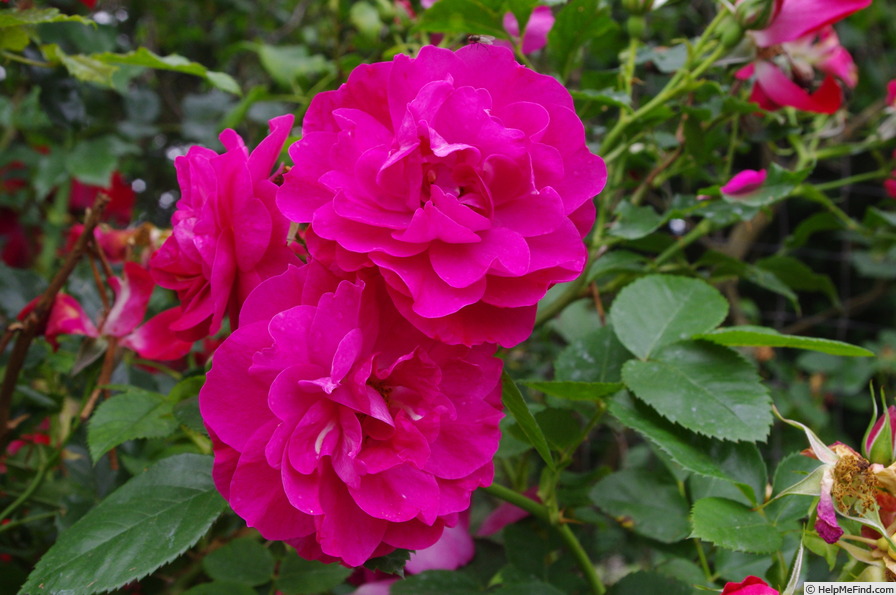 'John Cabot' rose photo