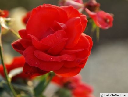 'Bergfeuer Superior' rose photo
