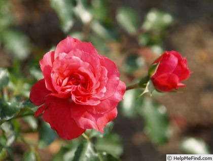 'Donauprinzessin®' rose photo
