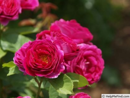 'Dr. Auguste Krell' rose photo