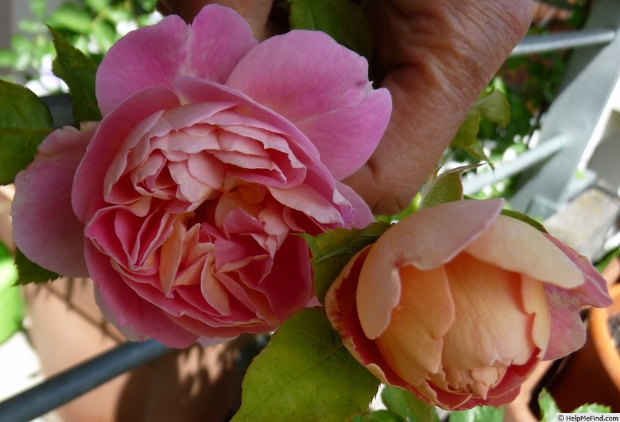 'Roseneck' rose photo