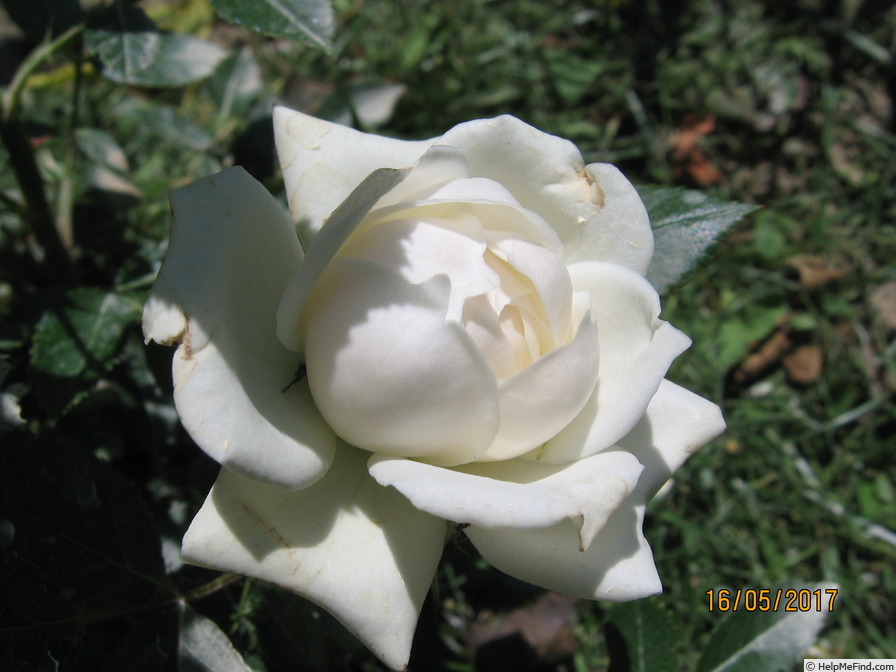'Alba Meillandina ®' rose photo