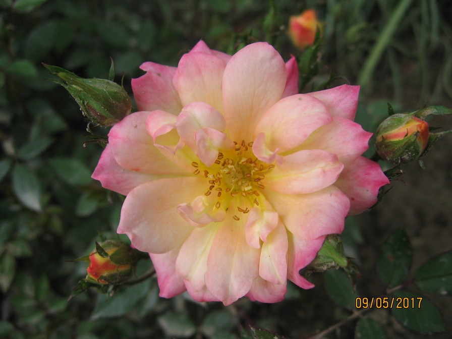 'Baby Maskarade' rose photo